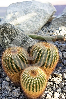 Three parodia scopa cactus succulent red spikes photo
