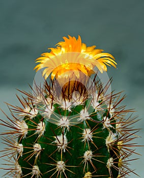 Parodia sp., cactus blooming with yellow flowers in the spring collection, Ukraine