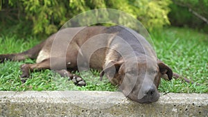 Parodic dog lies lazily on the lawn