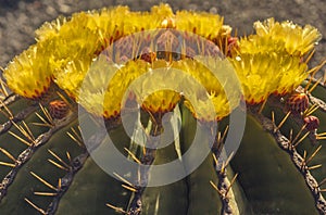 parodies of yellow flower wreaths on the cactus