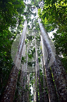 Paronella Park in Queenland Australia