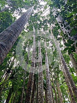 Paronella Park In Queensland Australia