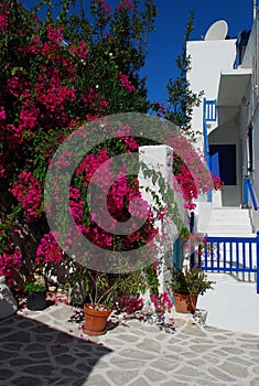 Paros island, bougainvillea in a courtyard. Greece