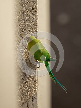 Parrot came in to visit