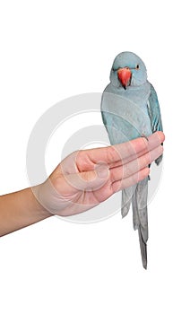 Parot on hand isolated