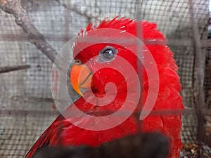 Parot red bird