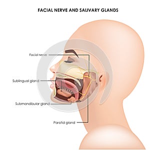 Parotid glands and facial trigeminal nerve. Realistic medical illustration.