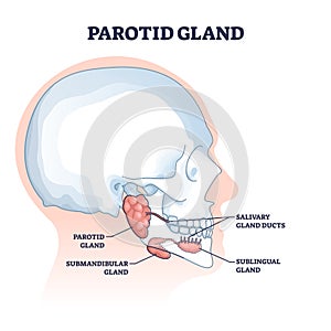 Parotid and salivary glands with anatomical inner structure outline diagram photo