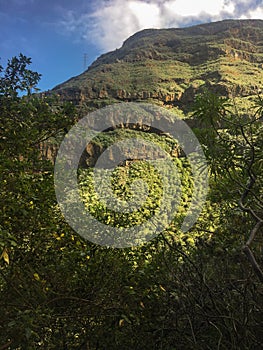 Parque Barranco de Ruiz. Hiking on Tenerife. photo