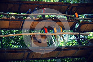 Parque das aves, Brasil photo