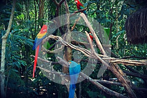 Parque das aves, Brasil photo