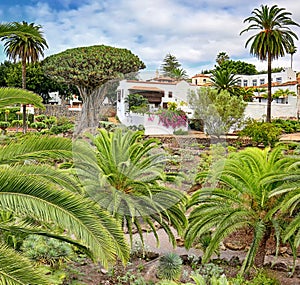 Parque del Drago in Icod de los Vinos - Tenerife photo