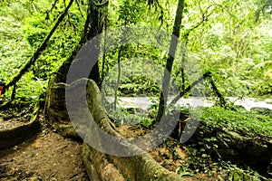 Parque escologico, ÃÂ¡rea de preservaÃÂ§ÃÂ£o photo