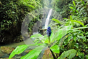 Parque escologico, ÃÂ¡rea de preservaÃÂ§ÃÂ£o photo