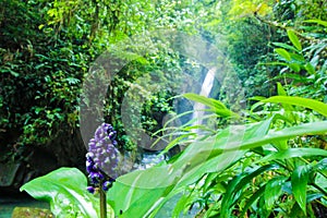 Parque escologico, ÃÂ¡rea de preservaÃÂ§ÃÂ£o photo