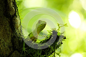 Parque escologico, Ã¡rea de preservaÃ§Ã£o