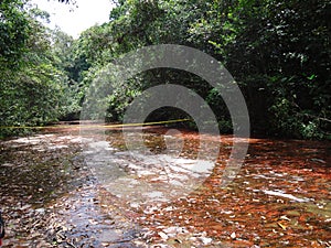 Parque Gran Sabana Bolivar Venezuela Paisaje