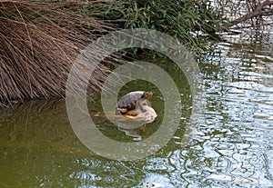 Turtle in lake Benalmadena park Andalusia Spain Costa del Sol photo