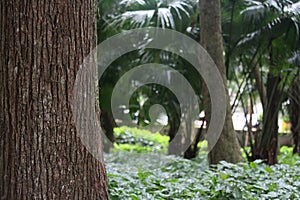 Parque lage landscape image, Rio de Janeiro, Brazil, South America photo