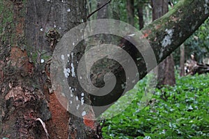 Parque lage landscape image, Rio de Janeiro, Brazil, South America photo