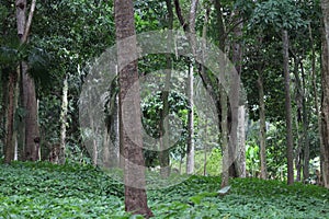 Parque lage landscape image, Rio de Janeiro, Brazil, South America photo