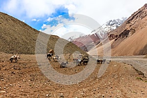 Parque Nacional Aconcagua in Mendoza, Argentina