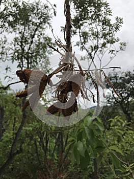 Parque Nacional da Chapada dos Veadeiros