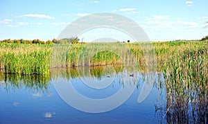 Parque Nacional de las Tablas de Daimiel, provincia de Ciudad Real, Castilla la Mancha, EspaÃÂ±a photo