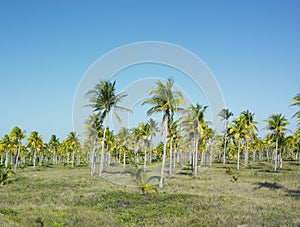 Parque Nacional Desembarco del Granma, Granma Province, Cuba photo