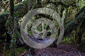 Parque Nacional of Queulat, Carretera Austral, Highway 7, Chile photo