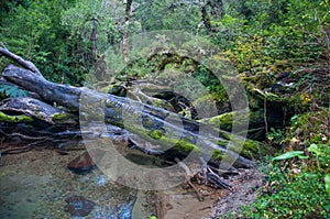 Parque Nacional of Queulat, Carretera Austral, Highway 7, Chile