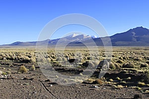 Parque National Sajama Bolivia