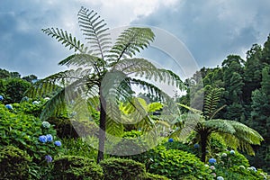 Parque Natural da Ribeira dos Caldeiroes, Sao Miguel, Azores, Portugal photo