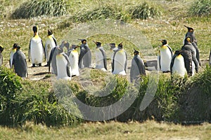 Parque Pinguino Rey - King Penguin park on Tierra del fueg