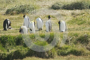 Parque Pinguino Rey - King Penguin park on Tierra del fueg