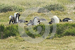 Parque Pinguino Rey - King Penguin park on Tierra del fueg