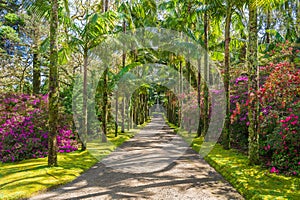 Parque Terra Nostra, Sao Miguel