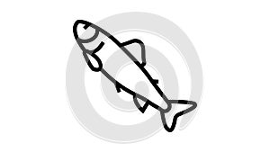 parr salmon line icon animation
