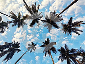 Parra Coconut Tree Road showing tops of coconut trees, Goa, India photo