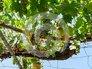 Parra verde con racimos de uvas verdes photo