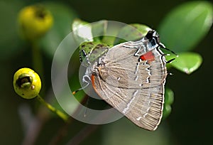 Parrhasius m-album, the white M hairstreak butterfly on Simpson stopper plant