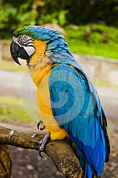 Parrot