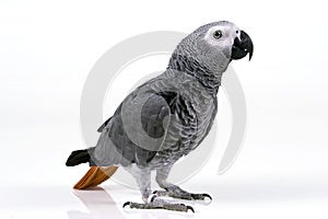 Parrot photo