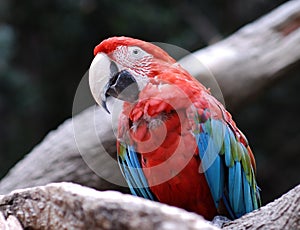 Parrot