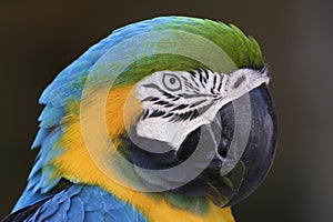 Parrot