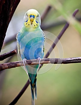 Parrot