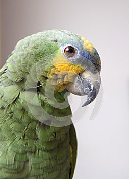 Parrot