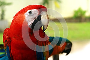 Parrot