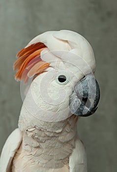 Parrot