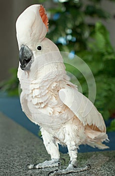 Parrot